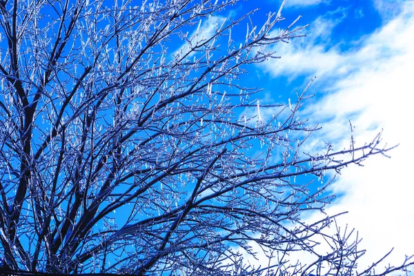 Şubelerden asılı Kristal buz sarkıtları ile akçaağaç ağacı. Kanada 'da hava bahar felaket. Soğuk baharda buz lahanası. — Stok fotoğraf