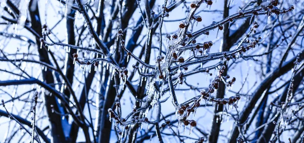 Spring knoppar med kristall istappar hängande från träd grenar. Smält istapp och fallande blanka droppar över ett ljust fryst landskap. — Stockfoto