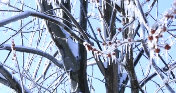 Isgroddar Den Kalla Våren Lönnträd Med Kristall Istappar Hängande Från — Stockvideo