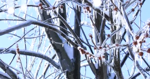 Şubelerden Asılı Kristal Buz Sarkıtları Ile Akçaağaç Ağacı Soğuk Baharda — Stok video