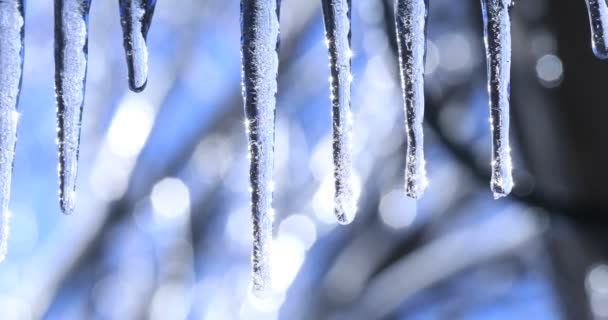 Paesaggio Primaverile Invernale Con Ghiaccioli Cristallini Gocce Lucenti Che Cadono — Video Stock