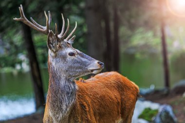 Kızıl geyik avcıları alarma geçirdi. Vahşi manzara asil buck erkek portresi. Dişi ile geçiş döneminde olgunluk çağında geyik. Amerikan ormanlarında cervus av dönemi. 