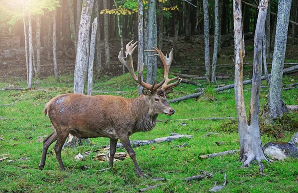 Red deer stag in rutting season. Buck at maturity age in the period of crossing with the female. Portrait of noble deer male in the wild landscape. Hunting period of the cervus in Canadian forest.