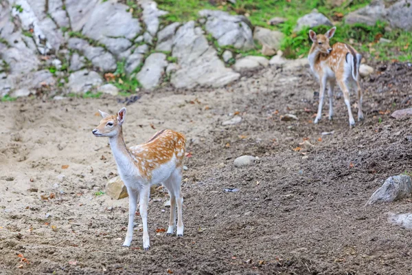 Young cute bambys in a natural field. Little fawn looking for hunts. Bambi deer in wildlife background.