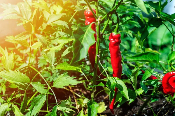 Yaz veya sonbahar mevsiminde yeşil bahçede asılı biber. Hasat döneminde acı kırmızı biber. Ana sebze olarak büyüyen Kore bitkisi asma. Awesome cayenne baharat kültürü. 