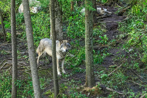 Wolves family among trees in a dense forest. The wolf in the alert guards the sleep of other wolves. Real gray wolf running, in the Canadian forest during the summer or fall season. Close up portrait of a Timber wolf.