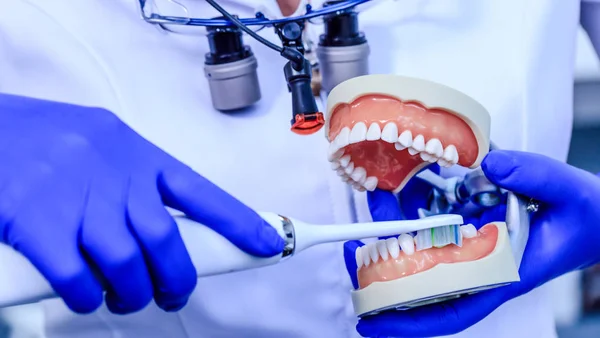 Véritable dentiste avec des gants bleus montrant sur un modèle de mâchoire comment nettoyer les dents avec une brosse à dents correctement et à droite. Docteur mains tenant modèle de dents et brosse à dents. Dentisterie, soins dentaires, dents saines, concept d'hygiène — Photo