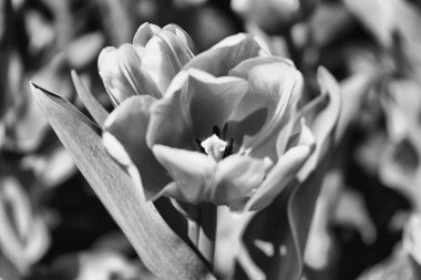 Bahar taze çiçekaçan lale yakın görünümü 