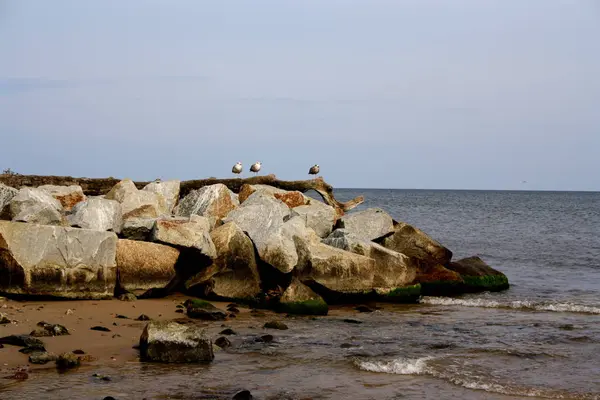 bir kayalık sahil üzerinde 3 martılar