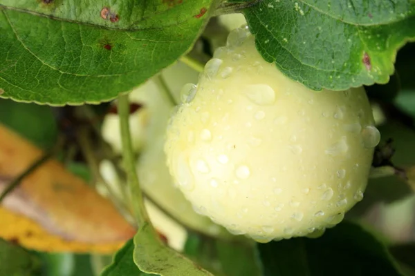 Yağmurdan sonra yeşil elma / jabko po deszczu