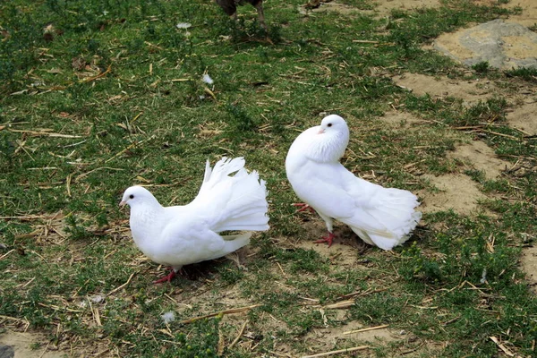 Par Palomas Blancas Gody — Foto de Stock