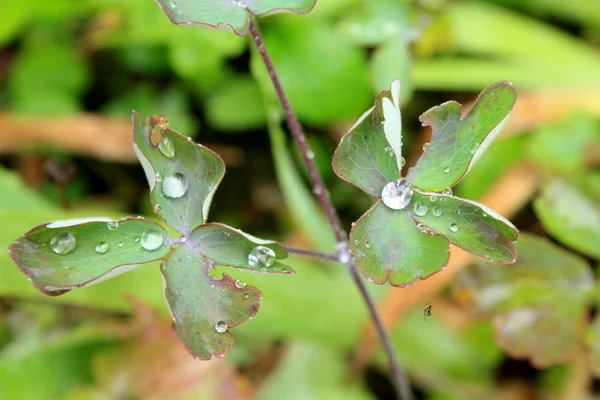 Raindrops on columbine leaves / krople deszczu na liciach orlika