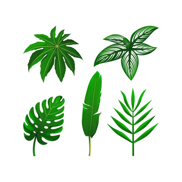 Conjunto de hojas verdes tropicales. Colección de ilustración vectorial. elementos aislados sobre el fondo blanco . — Vector de stock