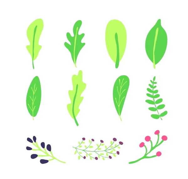 Набор зеленых листьев и ветвей ягод — стоковый вектор