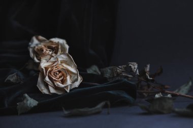 İki gri arka plan üzerinde beyaz gül karanlık kadife hüzünlü ruh hali oluşturmak draping ile kurutulmuş