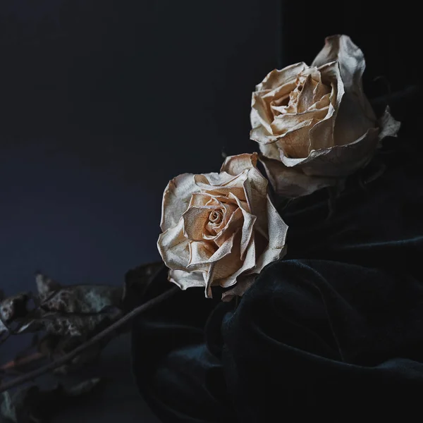 Deux Roses Blanches Séchées Sur Fond Gris Avec Drapage Velours — Photo