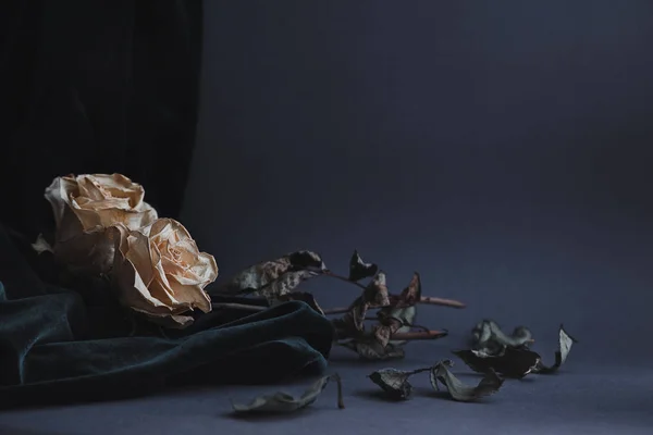 Zwei Getrocknete Weiße Rosen Auf Grauem Hintergrund Mit Dunklem Samt — Stockfoto