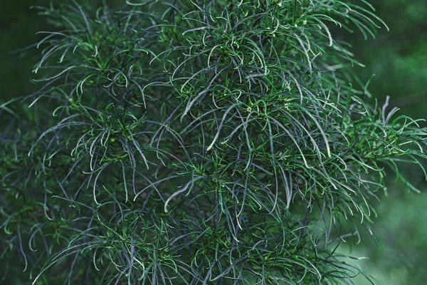 Крупним Планом Пухнаста Зелена Рослина Тонким Довгим Листям — стокове фото