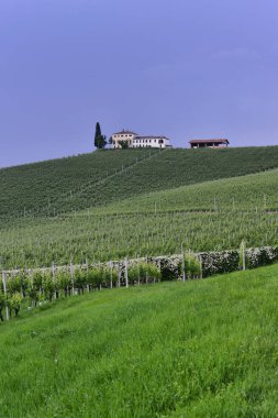 Langhe bağ Piedmont İtalya Mayıs 2018 yaklaşık