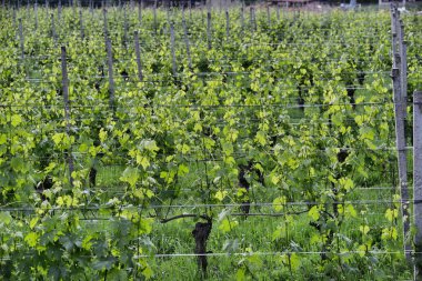 Langhe bağ Piedmont İtalya Mayıs 2018 yaklaşık
