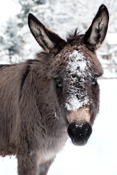Donkey covered with snow with white background