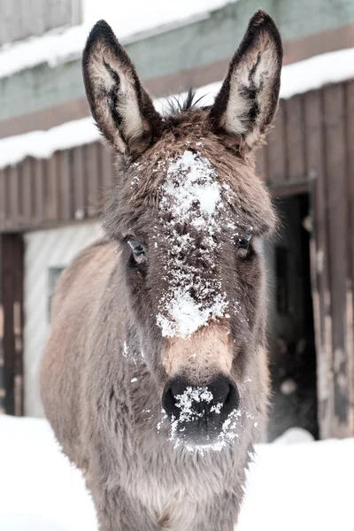 Donkey covered with snow with white backgroun