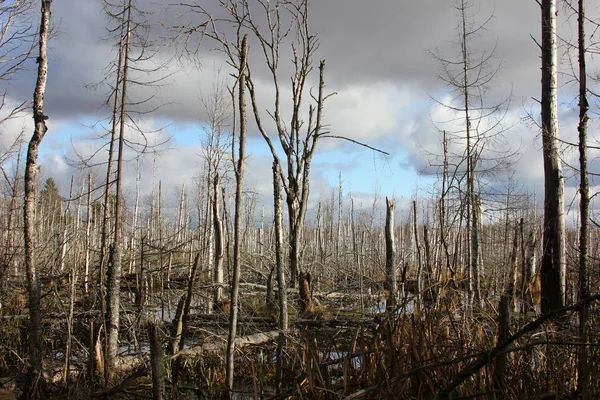 Ağaç, bataklık, orman, çevre, sonbahar