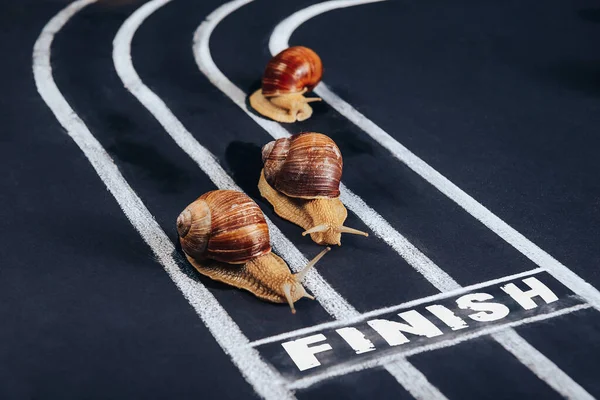Three snails crawl along the treadmill to the finish line.