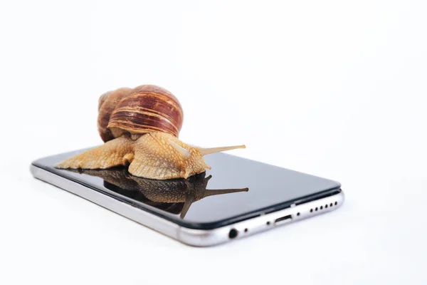 A horned snail looks at its reflection sitting on the screen of a smartphone. — Stock Photo, Image