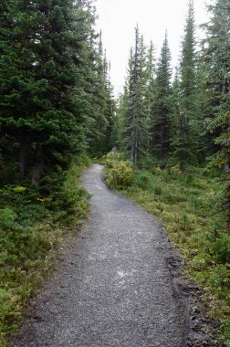 Bir patika bir ormanı Kanada peyto Gölü