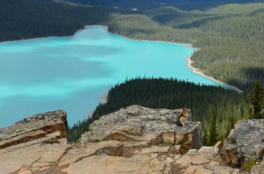 Kanada'da Peyto gölde bulutlu bir günde sincap