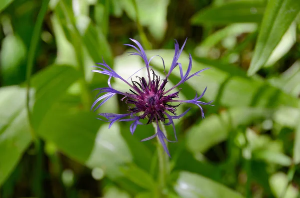 Niebieski fioletowy knapweed kwiat w słoneczny dzień — Zdjęcie stockowe