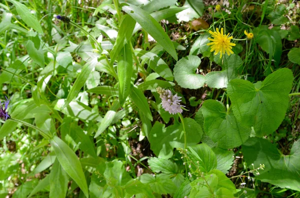 Närbild blommor med gröna blad — Stockfoto