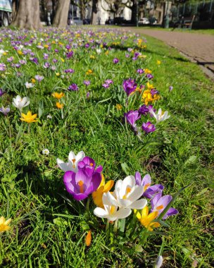 Parkta yeşil çayır renkli bahar çiğdemler
