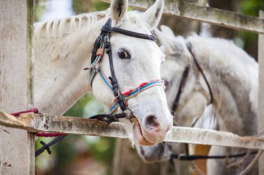İki beyaz at çit doğa ortamında yanında yaz gündüz ayakta