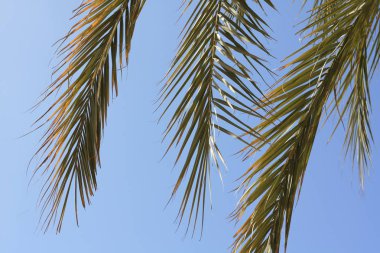 Mavi gökyüzü ve palmiye yaprağı