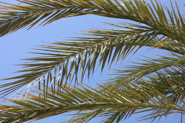 Ciel Bleu Feuille Palmier — Photo