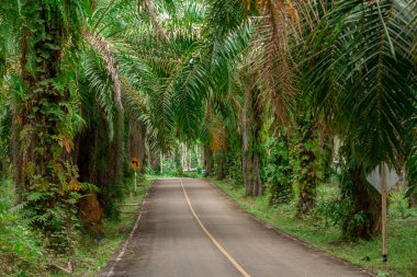 Tropikal yol yolculuk görünümü