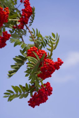 Kırmızı taç üvez mavi gökyüzü karşı bir dalı
