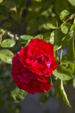 Bush ile çiçek gül