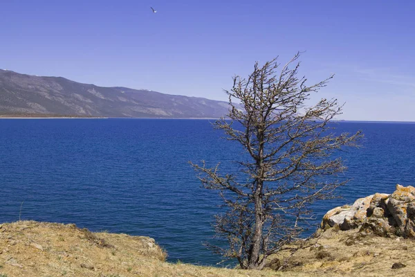 Arbre Solitaire Début Printemps Sur Rive Rocheuse Lac Baïkal — Photo