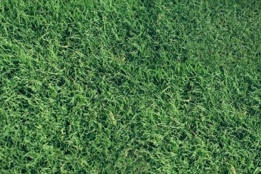 Çimen arka plan dokusu, eğimli çimen