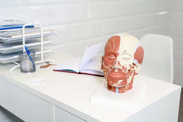 Cosmetologist\'s office. Face human anatomy model of muscle for classroom education.