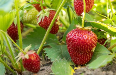 Olgun kırmızı çilek hala sökük uzakta değil