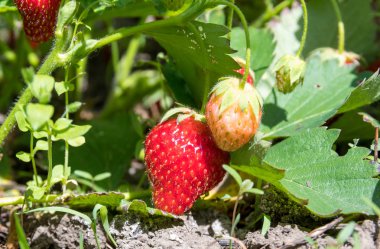 Olgun kırmızı çilek hala sökük uzakta değil