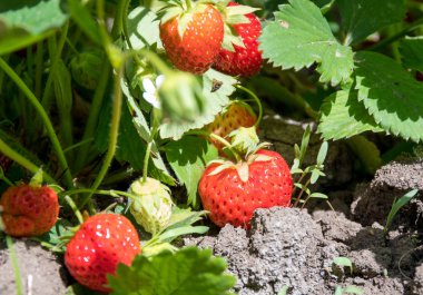 Olgun kırmızı çilek hala sökük uzakta değil