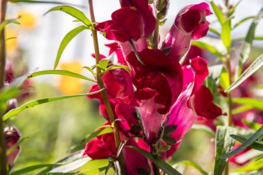 Bahçede büyüyen farklı renklerde güzel çiçekler