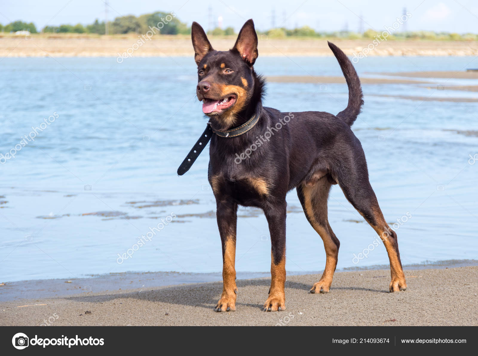 What Is The Breed Of Australian Kelpie