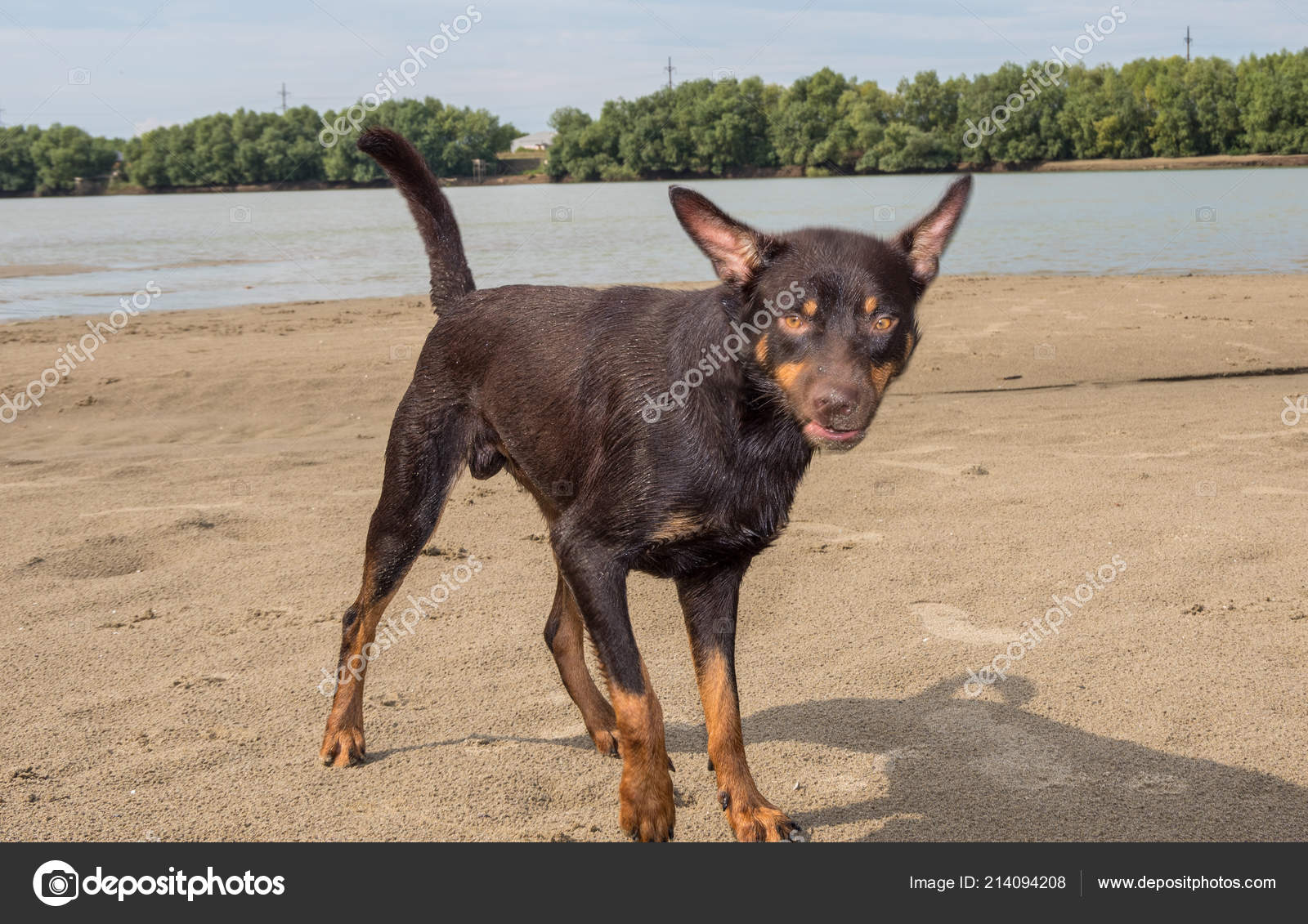Dog Australian Kelpie Breed Plays Sand River Stock Photo C Bazilpp 214094208