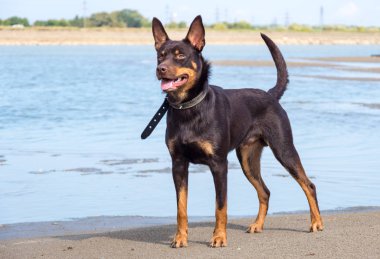 A dog of Australian kelpie breed plays on sand and in a river clipart